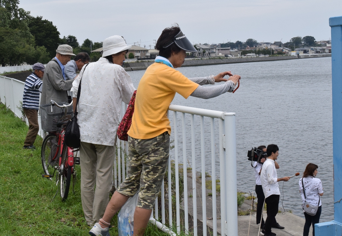 クロマグロとみられる魚を見に新井田側沿いを訪れた人々=5日正午ごろ、八戸市諏訪