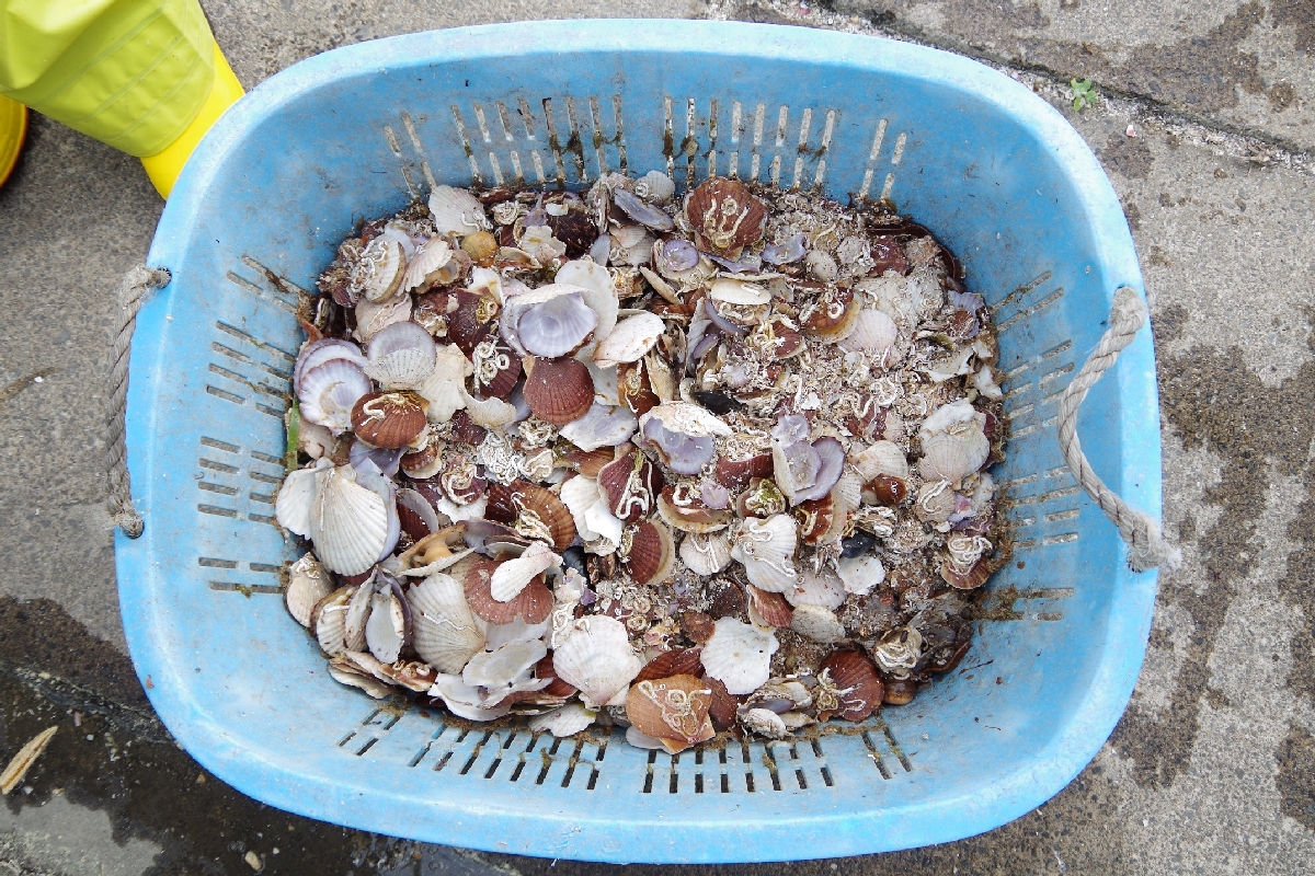 ホタテガイ養殖で生じる残さ(青森海上保安部提供)