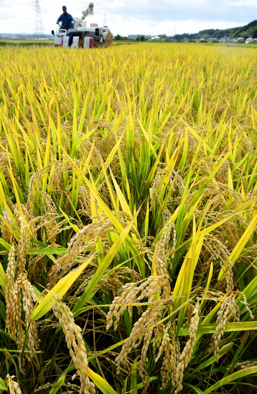 実りの季節を迎え、青森県南地方の水田では稲刈り作業が本格化している=19日、八戸市尻内地区