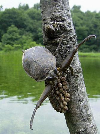 「特定第2種国内希少野生動植物種」に指定されるタガメ(自然環境研究センター提供)