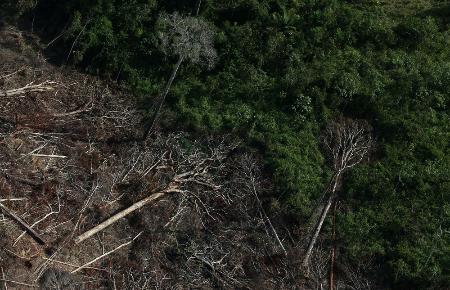 農民により伐採されたアマゾン地域の森林=2019年9月、ブラジル・パラ州(ロイター=共同)