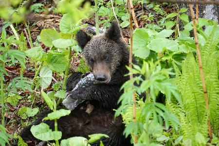 ペットボトルをくわえるヒグマ=17日、北海道斜里町(吉田理人さん提供)