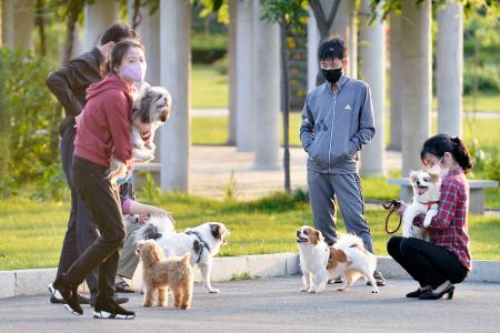 小型犬を連れて集まる人たち=5月30日、平壌(共同)