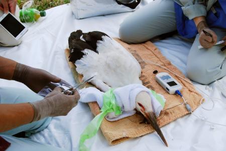 性別を調べるために羽毛などを採取されるコウノトリのひな=29日、鳥取市(鳥取市教育委員会提供)